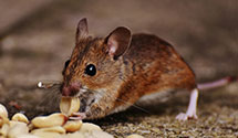 24 Hour & Emergency Exterminators in Rock Springs, WY